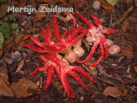 Inktviszwam [Clathrus archeri]